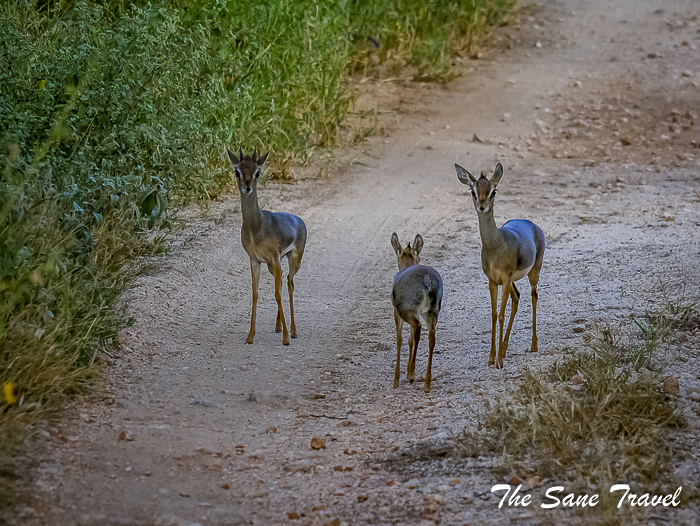 41serena tsavo west kenya thesanetravel.com 1510101