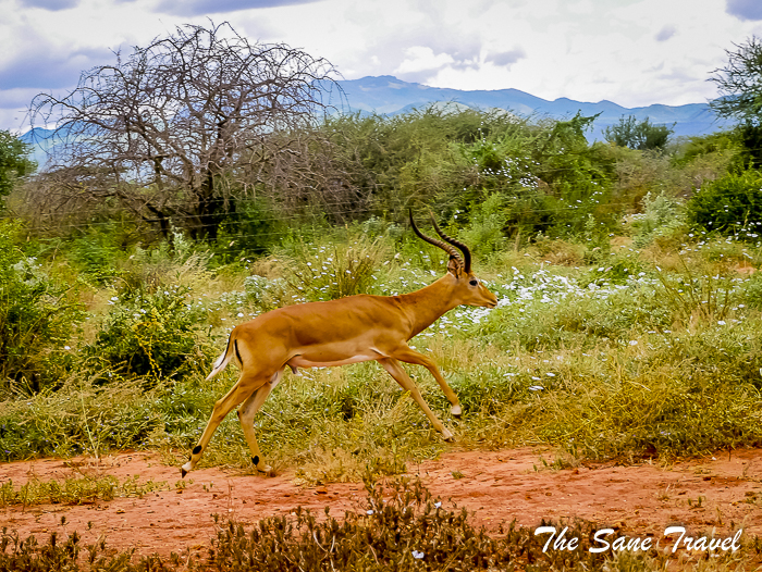 42 serena tsavo west kenya thesanetravel.com 1500801