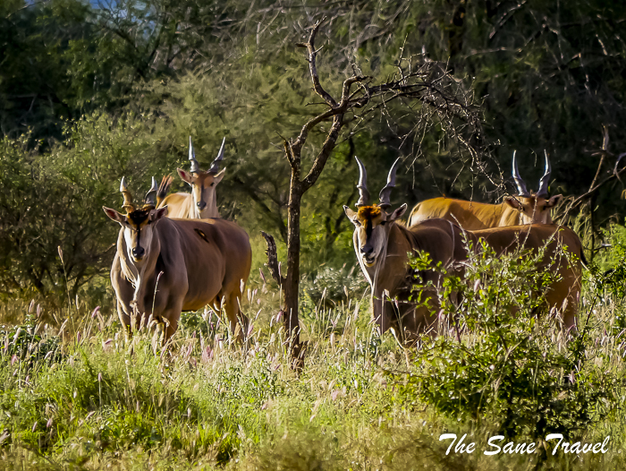 43 serena tsavo west kenya thesanetravel.com 1500985