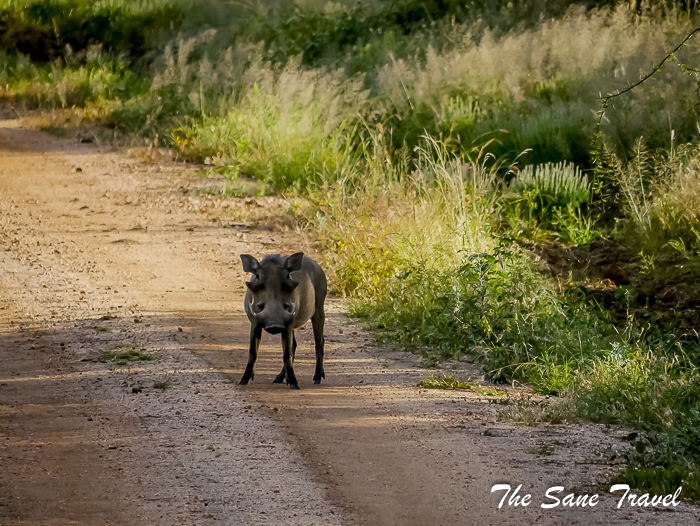 45 serena tsavo west kenya thesanetravel.com 1500993