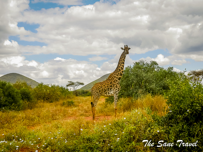 46 serena tsavo west kenya thesanetravel.com 1500799