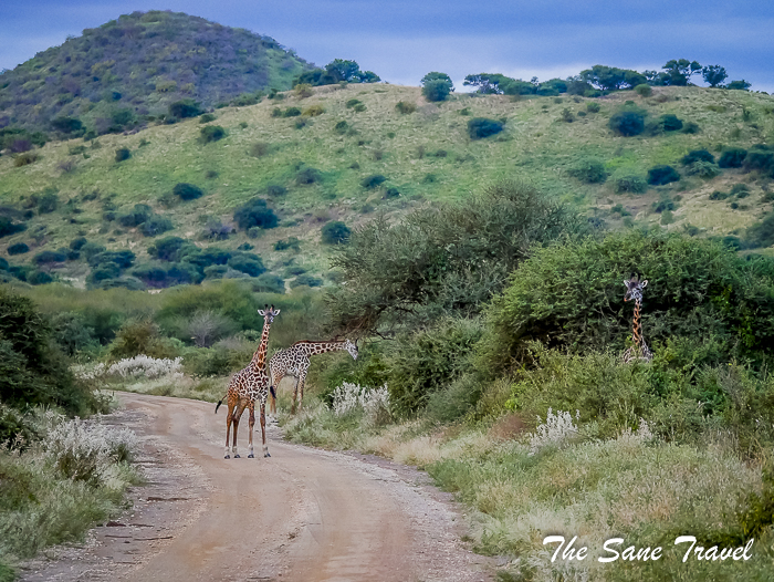 53serena tsavo west kenya thesanetravel.com 1510181