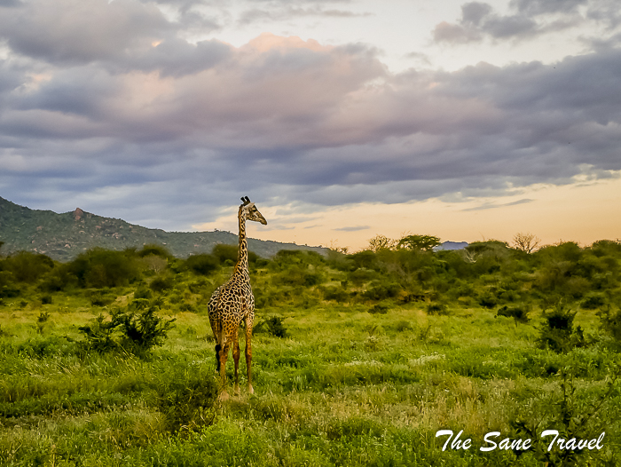 54serena tsavo west kenya thesanetravel.com 1510193
