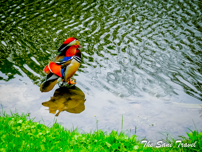 28 mandarine duck lazienki warsaw www.thesanetravel.com 1260692