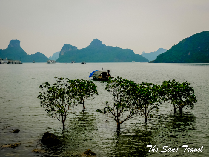 halong bay trees thesanetravel.com 1020101