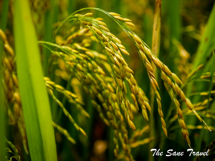 8 rice plant hoi an thesanetravel.com 1030211