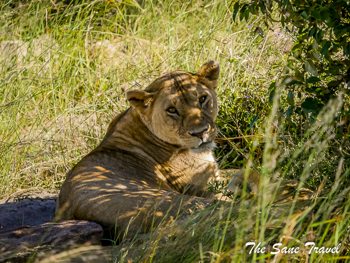 11 lion masai mara 1490503