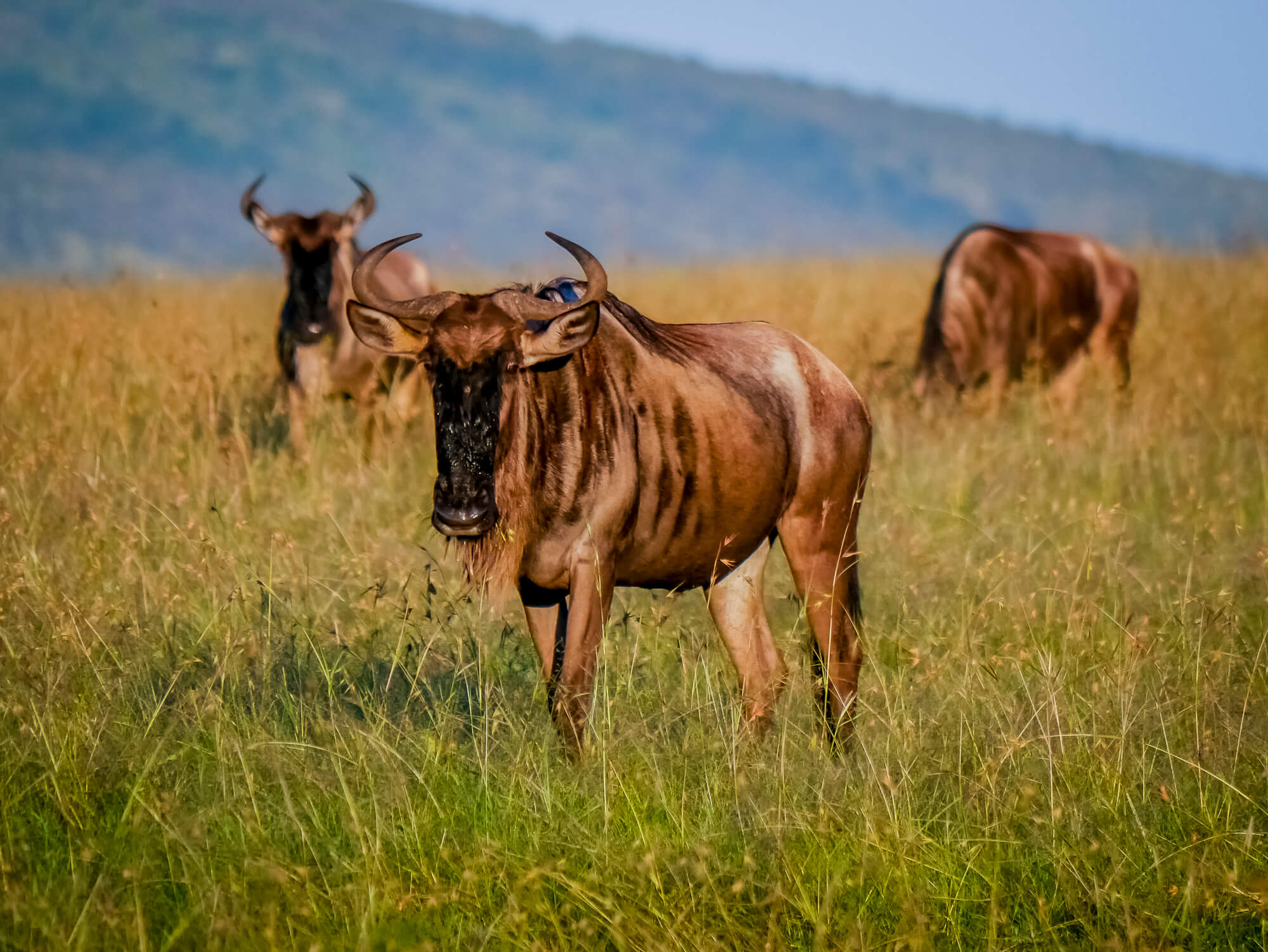 12masai mara safari planning 1480669