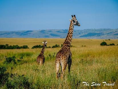 How to plan your Kenya safari holidays