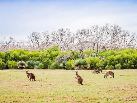 Perfect two-day road trip itinerary for discovering Kangaroo Island