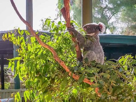 Four amazing places to adore koalas in Australia
